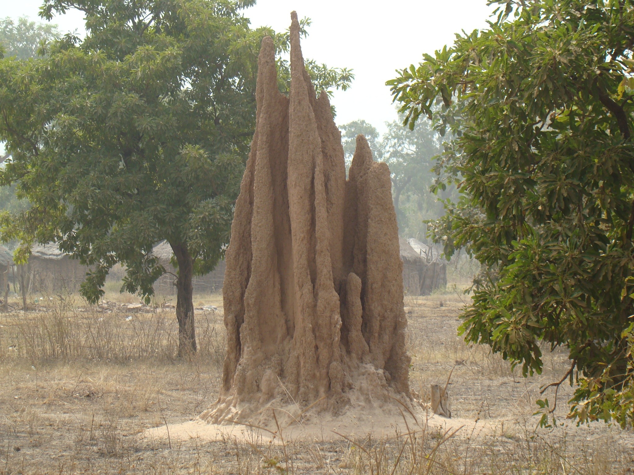 termietenheuvel